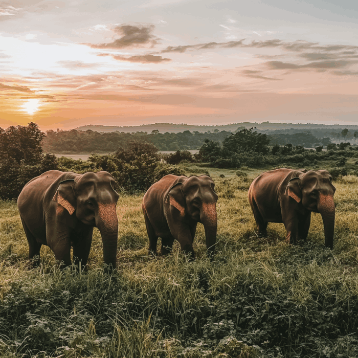 elephants